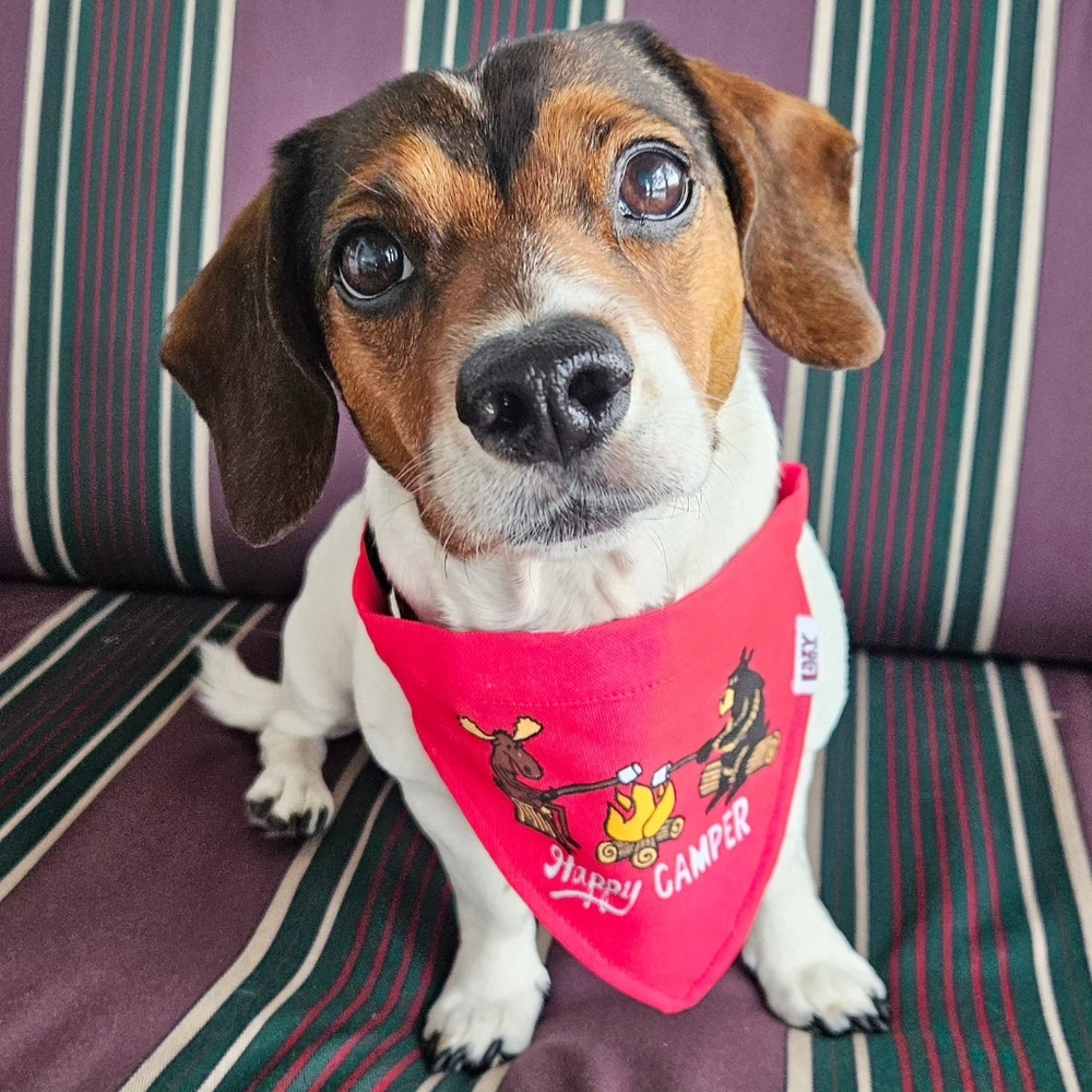 Dog Medical Bills Fundraiser - Picture 2 of 16